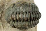 Curled Reedops Trilobite - Atchana, Morocco #312340-1